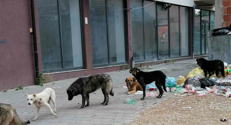 napušteni psi BUJANOVACKE