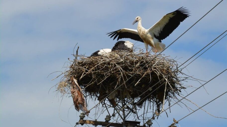 133224188 rodetarasjednognezdo