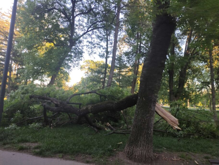 Foto-vest: Pala velika grana u parku Čair, nema povređenih 6 IMG 20240429 183758