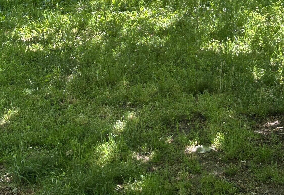 IMG 1211 scaled e1753966872218