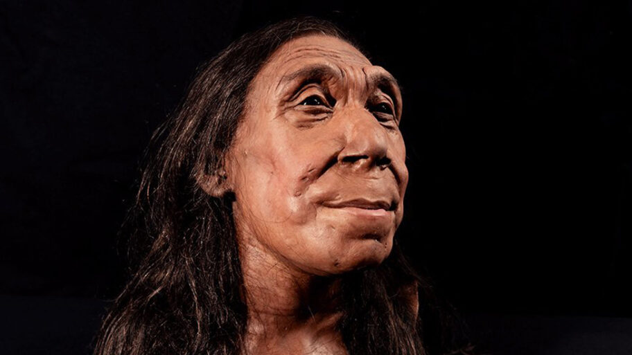 133257587 neanderthal3d model