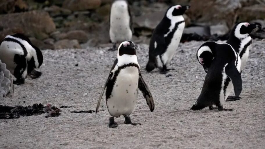 133299677 4575d8fd 9abb 41af 8002 11ea64c93107