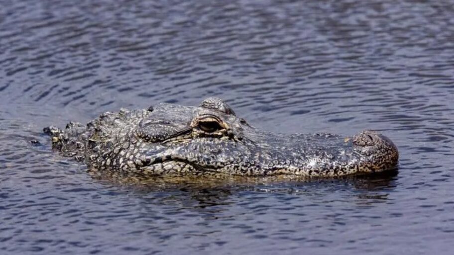 Amerika: Ostaci ženskog tela pronađeni u čeljustima aligatora 6 133354349 f80a6545 5eb3 4e32 96e1 2fca8729651d