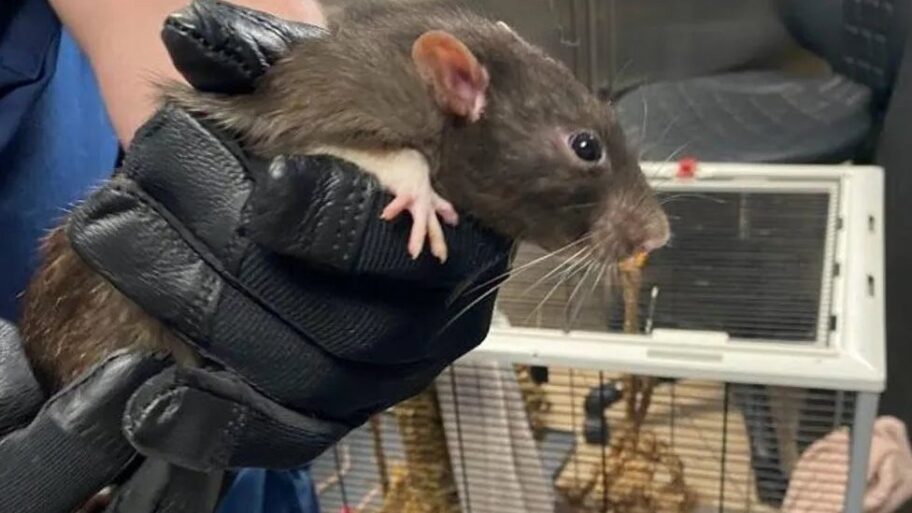 Velika Britanija: Uhapšena žena koja je u kući držala više od 100 pacova kao kućne ljubimce 20 133375119 aa5b92c8 9605 4b74 8085 e090f4223b82