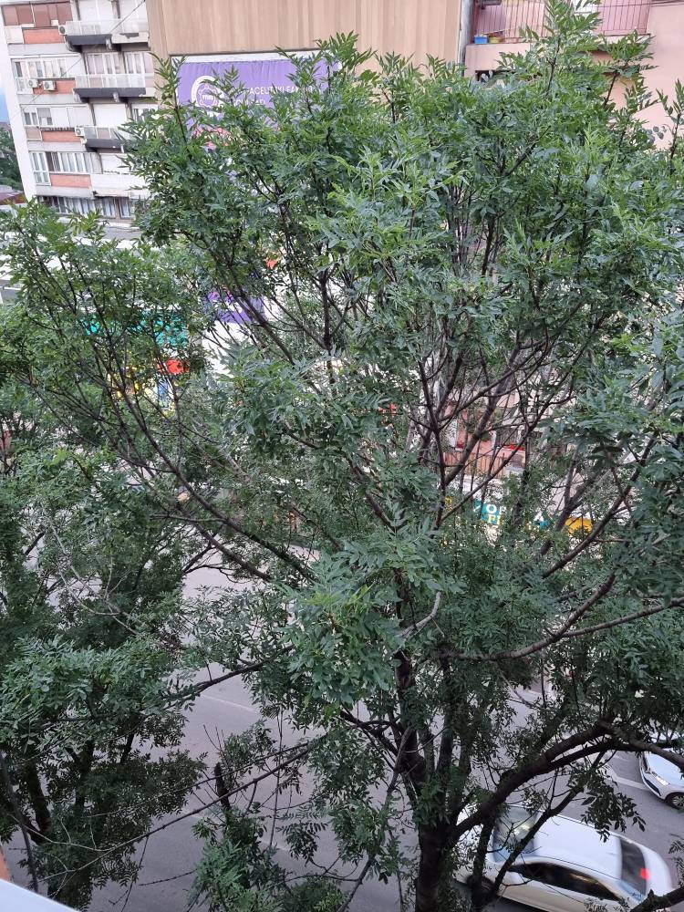 Zapuštena stabla u centru Niša brinu stanare 4 Obrenovićeva (1)