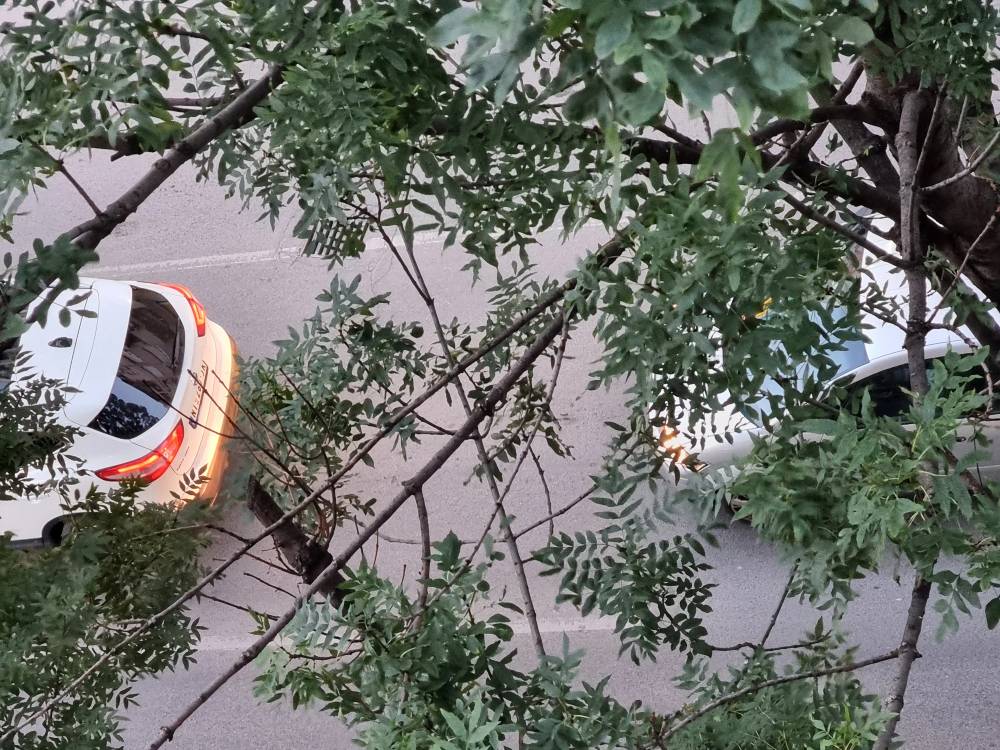 Zapuštena stabla u centru Niša brinu stanare 1 Obrenoviceva 3