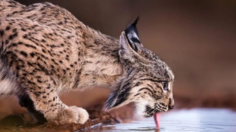 Životinje: Najređa vrsta mačke više nije na ivici izumiranja, kažu naučnici 18 133460814 70612054 f25f 4099 bd58 ba1434f694c7