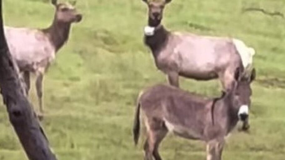 Životinje: Odbegli magarac ljubimac „uživa u životu" sa krdom jelena 17 133462894 b4cd311e fe67 4fcf b045 5439aebd1e73