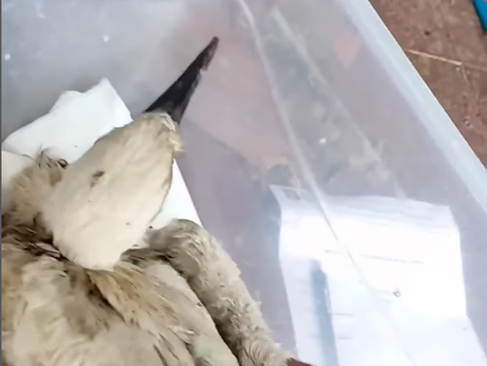 Volonteri iz Niša spasili povređeno mladunče rode 1 Screenshot 2024 06 30 at 17 43 15