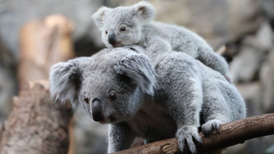 Nema više maženja koala, odlučila uprava australijskog zoološkog vrta 4 133480148 63f9bfee3c44d523f39def25d1f556594704b9e5