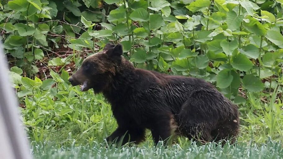 Zbog čestih napada, Japan olakšava ubijanje medveda 6 133489068 fdfbb499 e8f3 4098 854c 1b473f26f90e