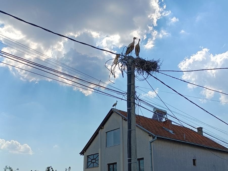 gnezdo foto zooplanet