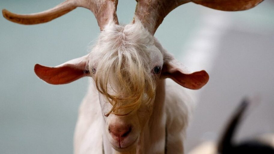 133511687 1e94ae43d4766d8e1914258e7c61449630a43f83