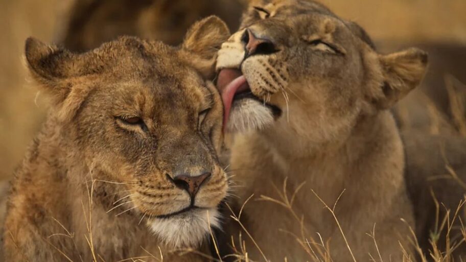 133505679 218e6c87 9d08 4e40 8941 097d62feff4f