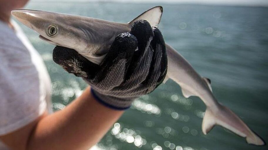 133514293 f835be42 4324 48c4 a940 a7282922cc87