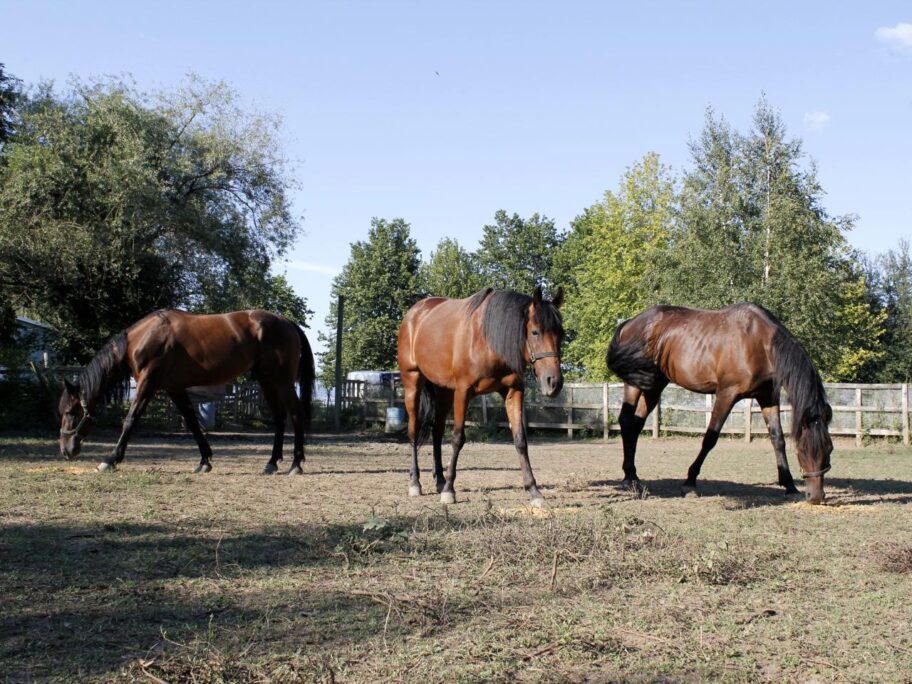 1280x0 Konjicki klub Leskovac 2 avgust 2018 foto Bojana Antic
