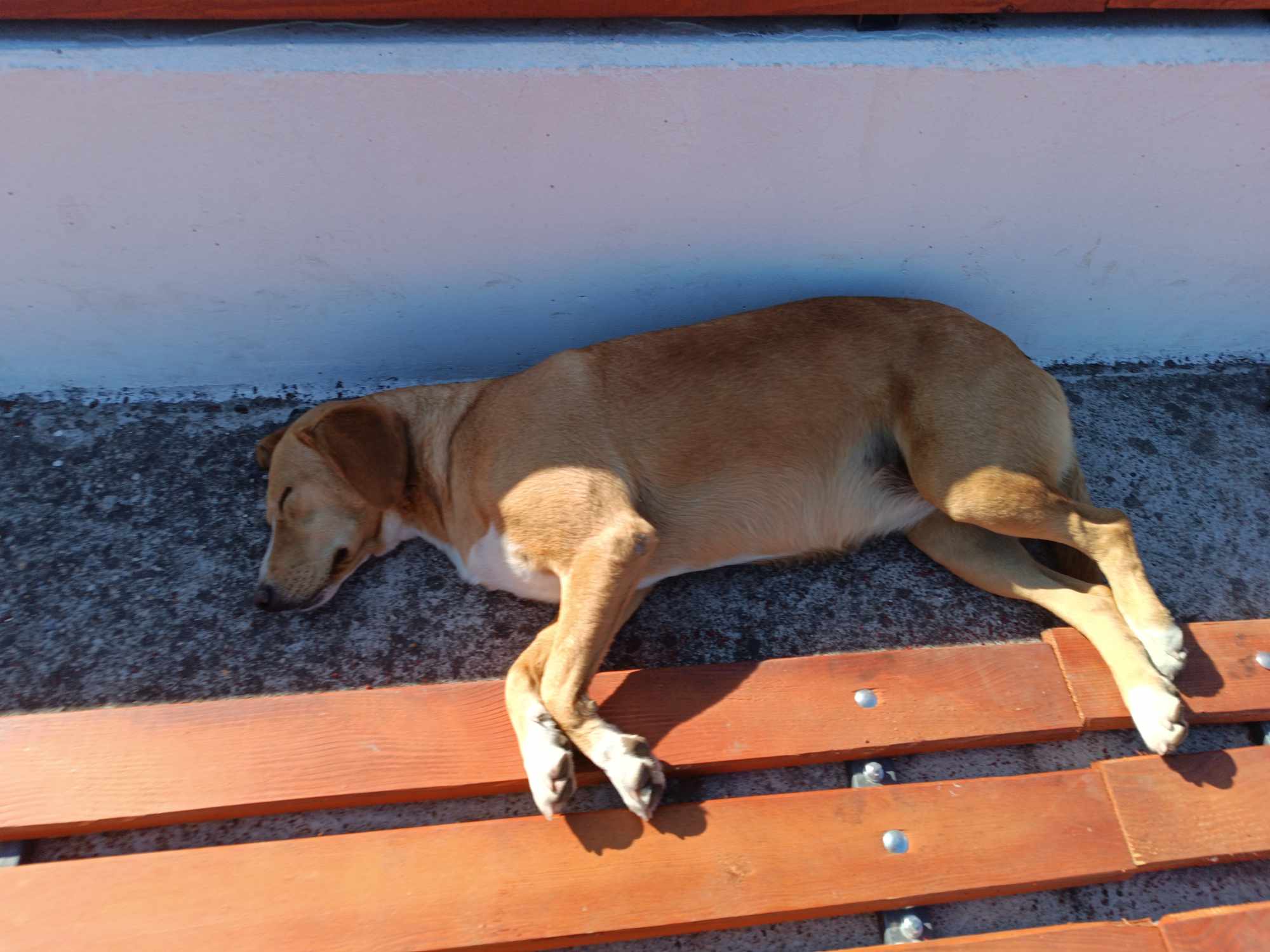 os dusan radovic, tereni, foto ljubica jocic 7