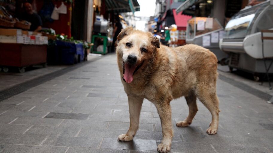 133534898 d4c9f7a325836c01c57d65b37848949a04dd57a0