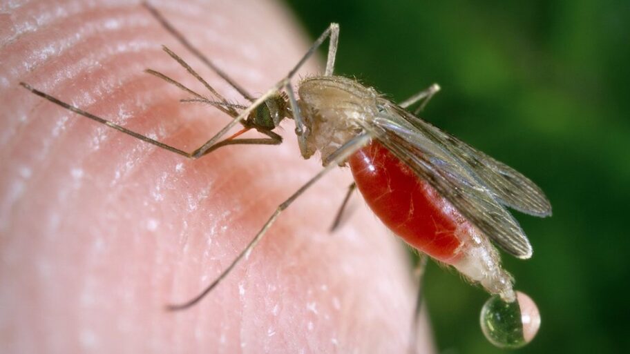 Zašto su komarci najveći neprijatelj čoveka i ima li spasa od njih 1 107168597 c0093034 feeding mosquito spl