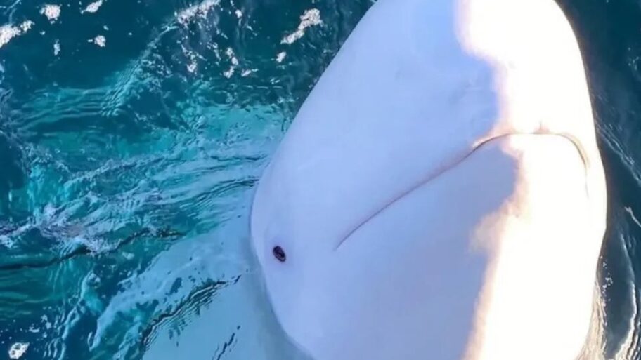 133555928 8ee34c4f 44fc 4787 8331 cf5f2e21f812