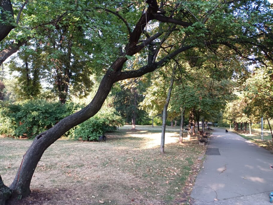 Zdravo drveće seku zbog parkinga, dok naprslo stablo ugrožava pešake u Čairu 3 IMG 20240906 080857 scaled