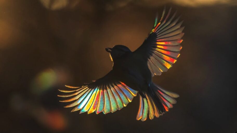 Velika Britanija: Retke fotografije vilinih konjica i ptica 1 133565736 6d0028eb 7d72 44bc b274 de299b5292c5