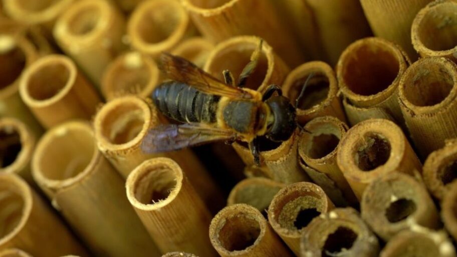 Kako izgleda život u „samačkom” hotelu za pčele 20 133553670 8