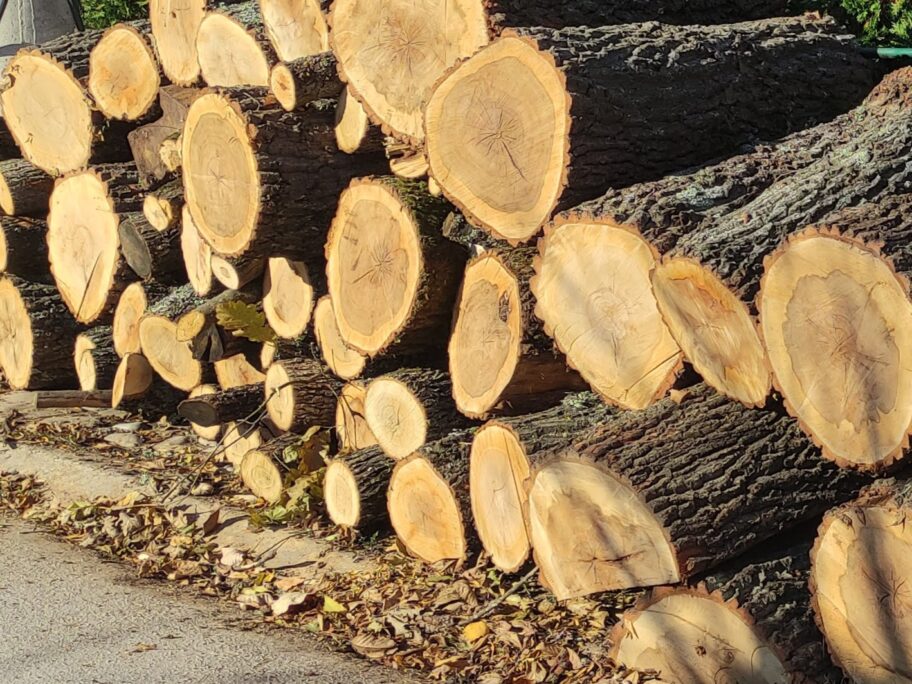 Svrljižani uhvaćeni u krađi šume 19 IMG 20211026 150312