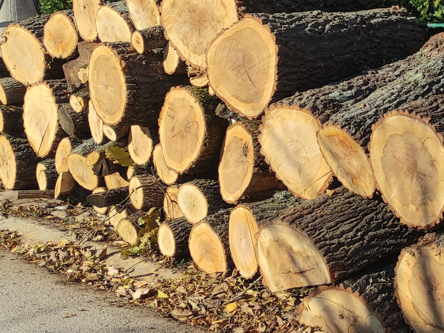 Svrljižani uhvaćeni u krađi šume 1 IMG 20211026 150312