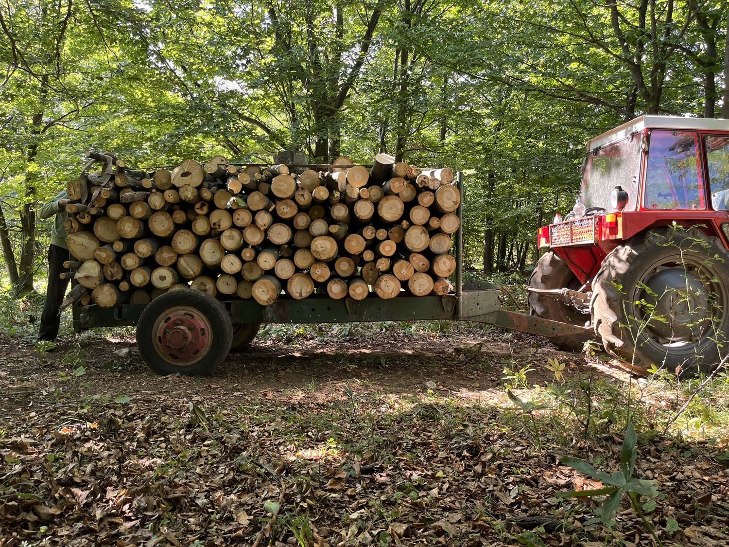 Policajac dogovorio sa šumarom da se "zažmuri" na krađu drveta - obojica uhapšeni 1 IMG 1085