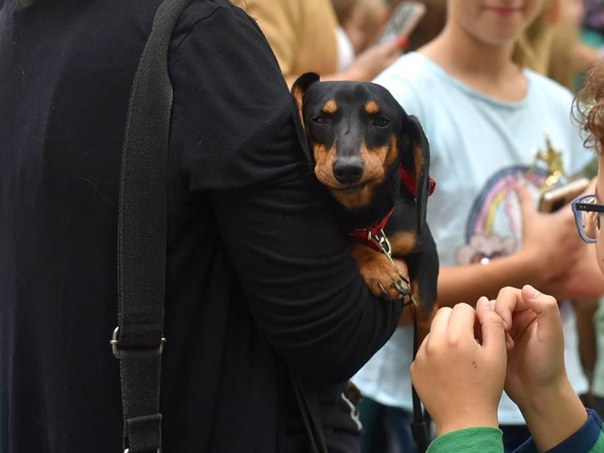 Druženje sa kućnim ljubimcima u parku Svetog Save u Nišu 1 1280x0 izlozba 6