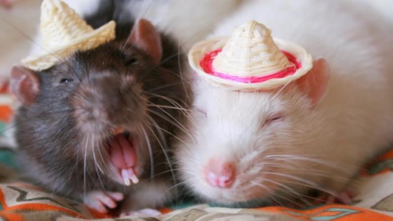 2ac99c80 c448 11ef a2ca e99d0c9a24e3