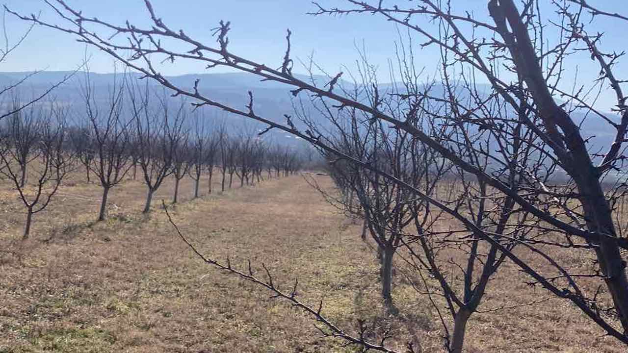 U Topličkom kraju u toku rezidba voća, važni radovi za zdrav i kvalitetan rod 1 1739009304383800