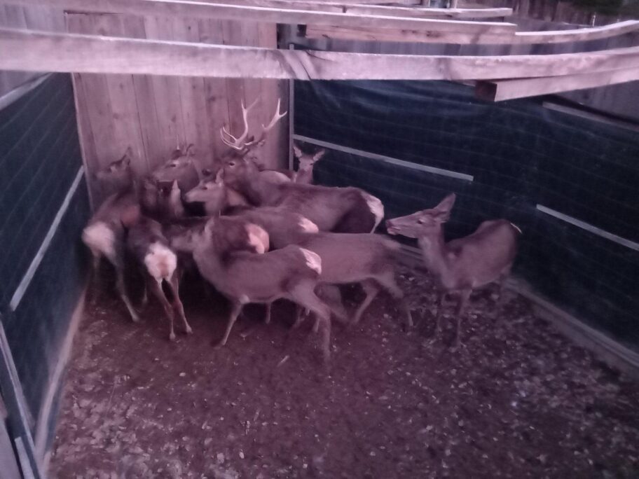 Bambi na jugu Srbije - niško lovište postalo bogatije za 15 jelena 2 2