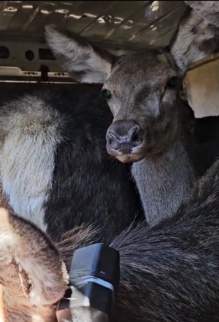 Bambi na jugu Srbije - niško lovište postalo bogatije za 15 jelena 3 3