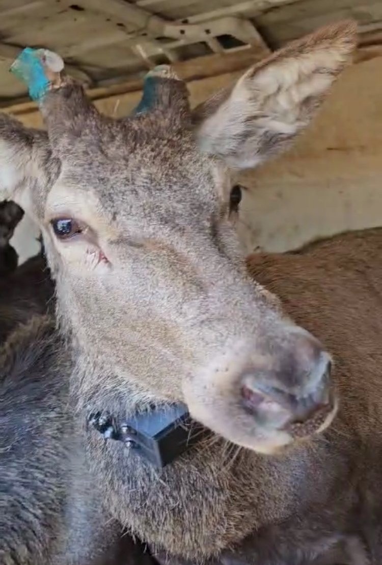 Bambi na jugu Srbije - niško lovište postalo bogatije za 15 jelena 4 4