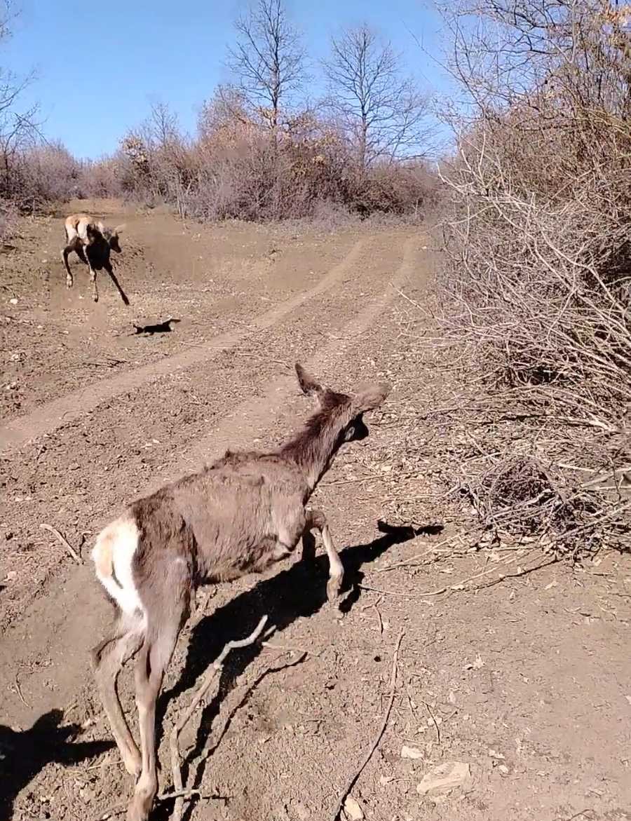 Bambi na jugu Srbije - niško lovište postalo bogatije za 15 jelena 5 5