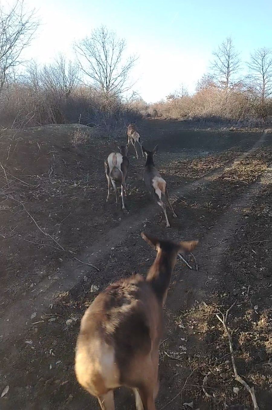 Bambi na jugu Srbije - niško lovište postalo bogatije za 15 jelena 6 6