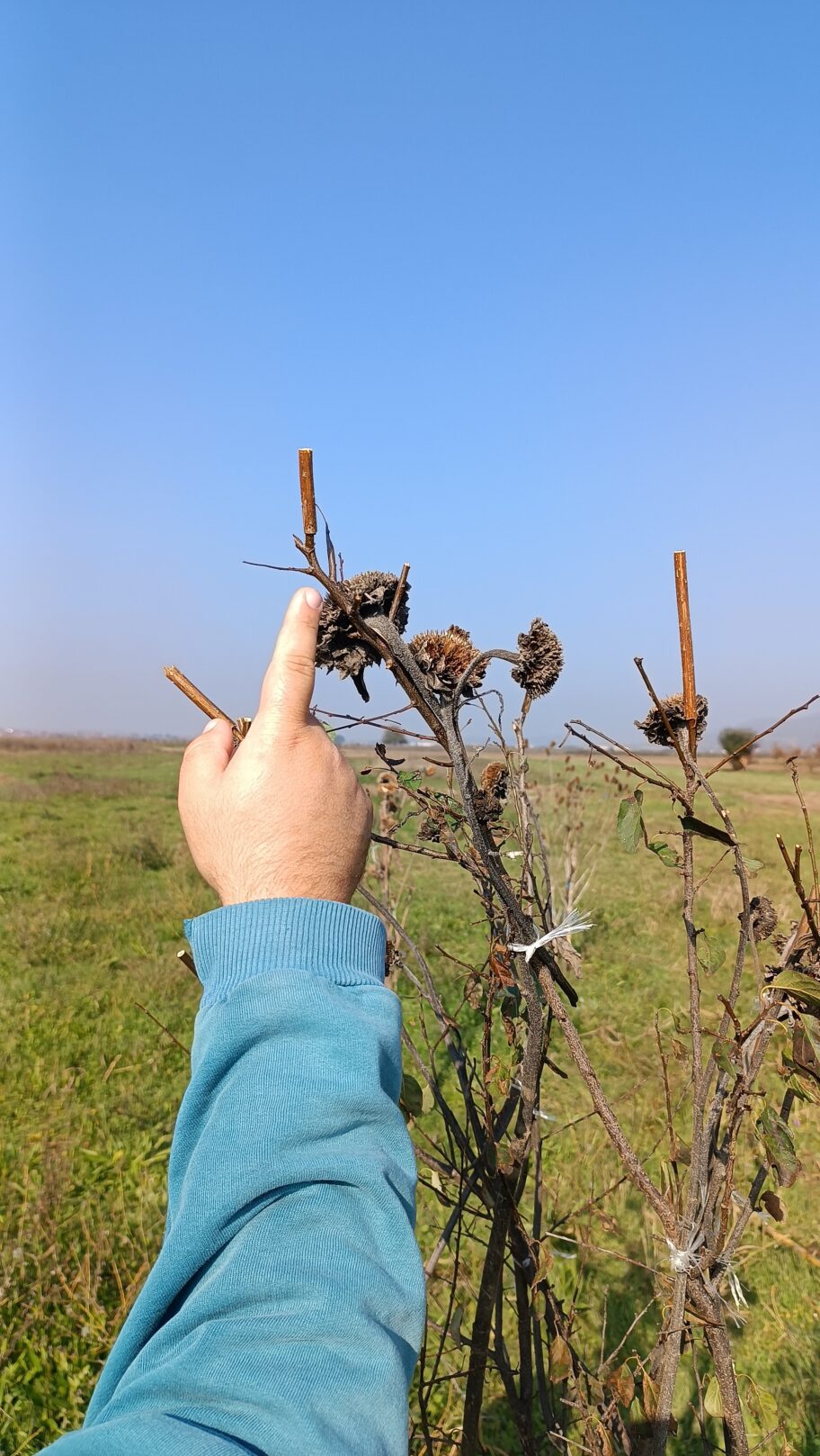 Hvatali ptice lepljivim mamcima u Pukovcu, otkriveni i privedeni 2 Nezakonito hvatanje ptica Pukovac foto DZPPS