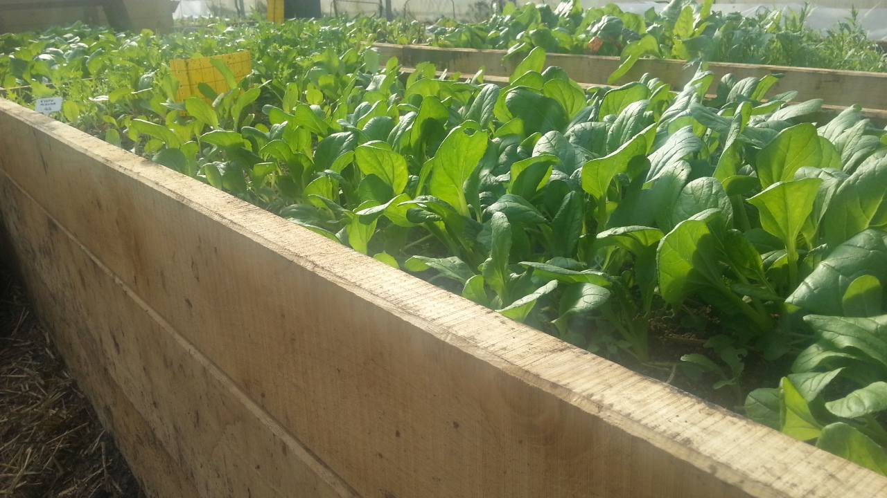 Productions permaculture