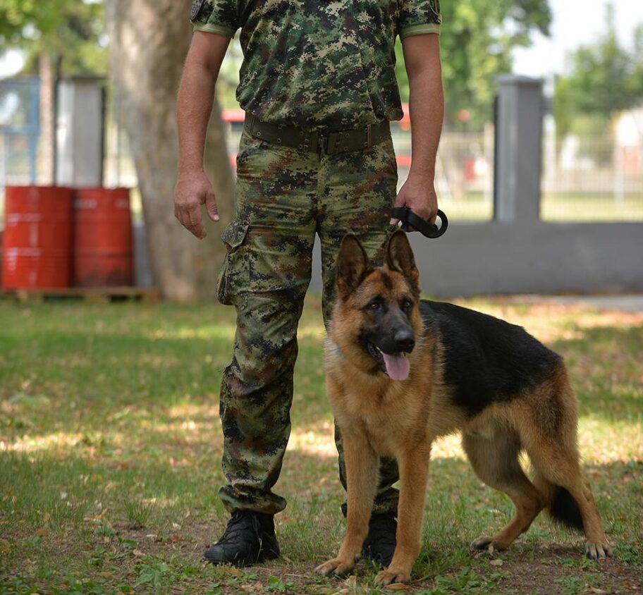 Niški vojni psi - nijedan nije "suvišan", svaki je drug, birokratski rečnik je suvišan 2 vojnik pas foto juzne vesti 1