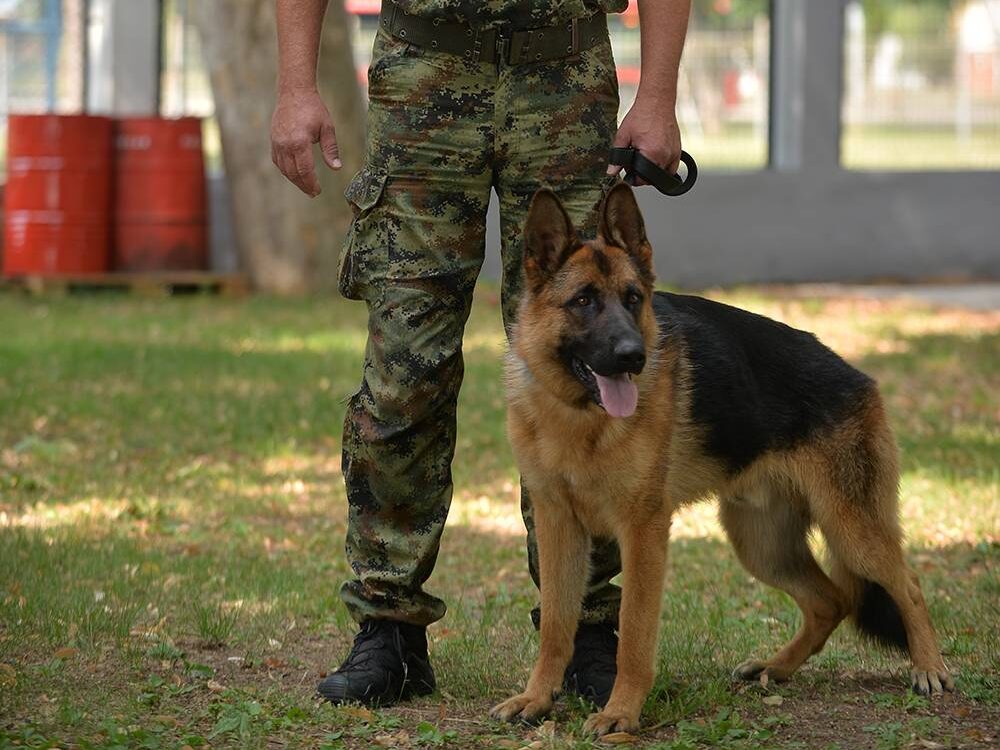 vojnik pas foto juzne vesti 1 e1747831682668