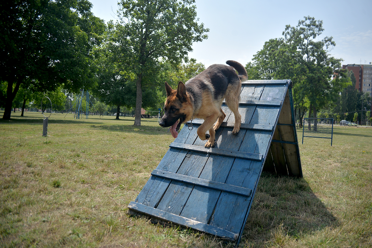 Niški vojni psi - nijedan nije "suvišan", svaki je drug, birokratski rečnik je suvišan 1 vucjak cop nis foto vanja keser