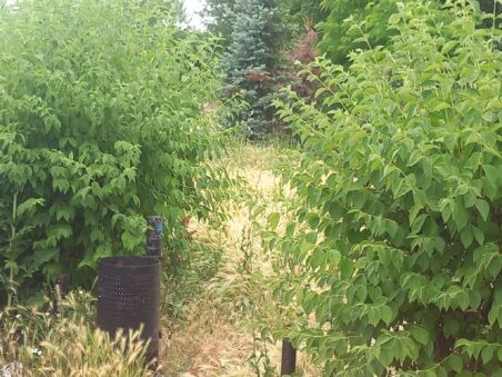 502557466 10237375737549952 5412820624929821808 n 452x339 1