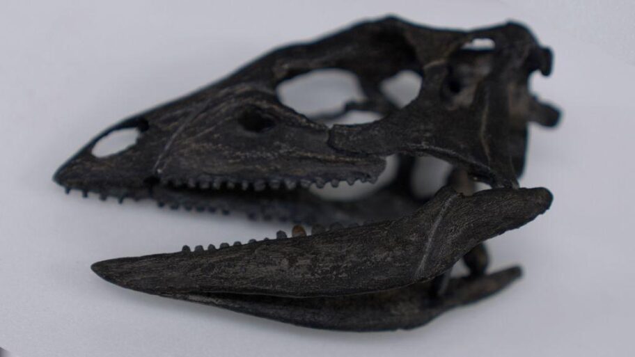 Pronađen fosil dinosaurusa veličine psa 17 77ec41c0 5287 11f0 b4be 8f7caf53b80c