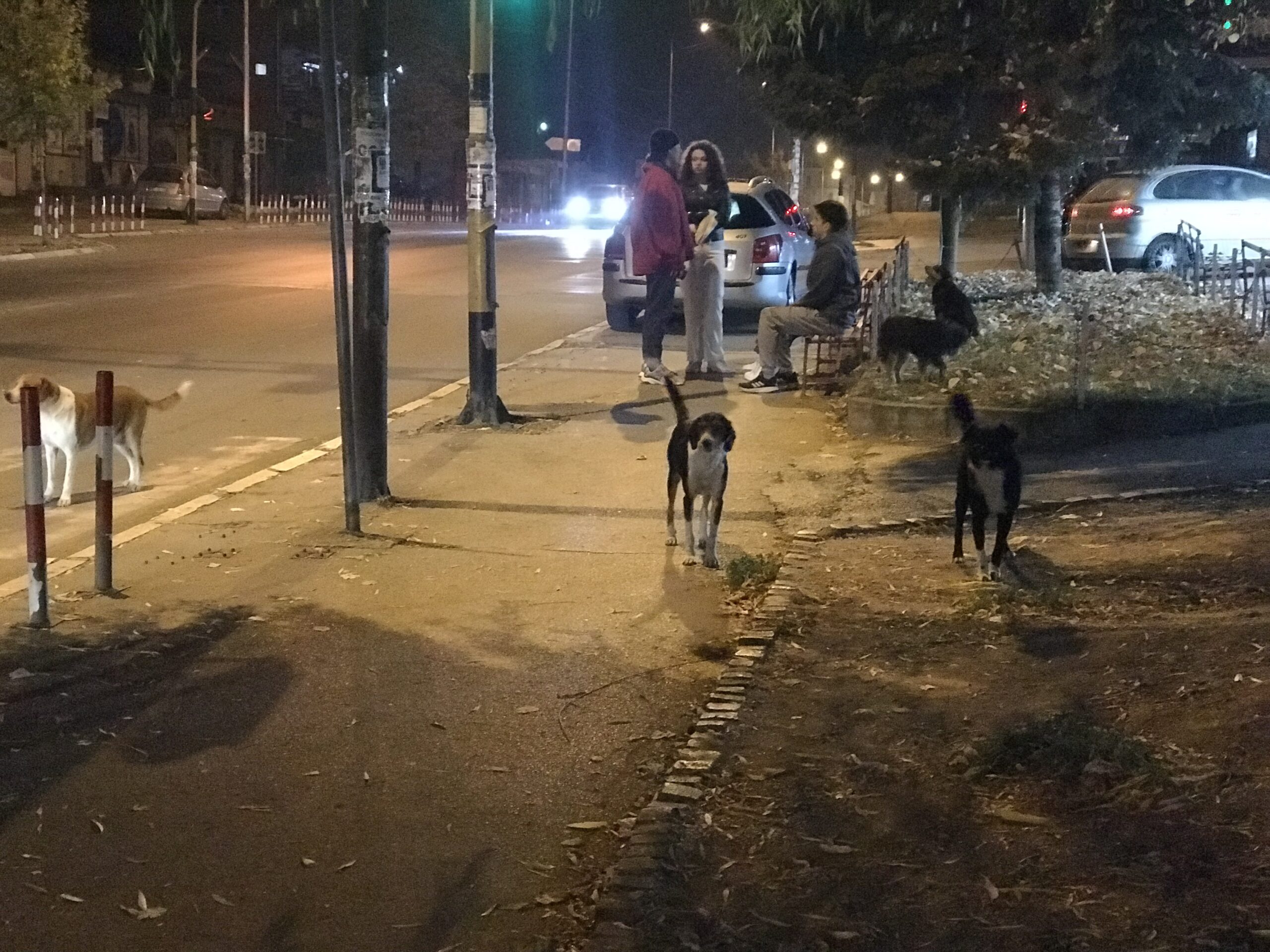 Novi tender za zbrinjavanje pasa u Prokuplju — ovog puta bez unapred određene cene 1 IMG 8355 1 2 scaled