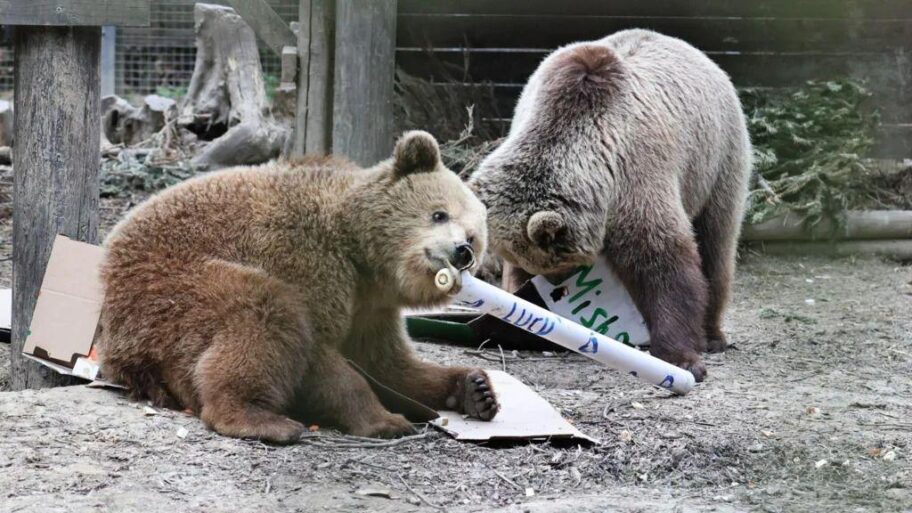 efdfc4e0 5192 11f0 a2ff 17a82c2e8bc4