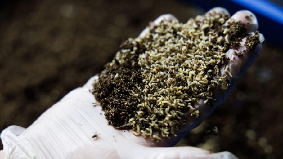 0a60bcb0 41ea 11f0 bace e1270fc31f5e