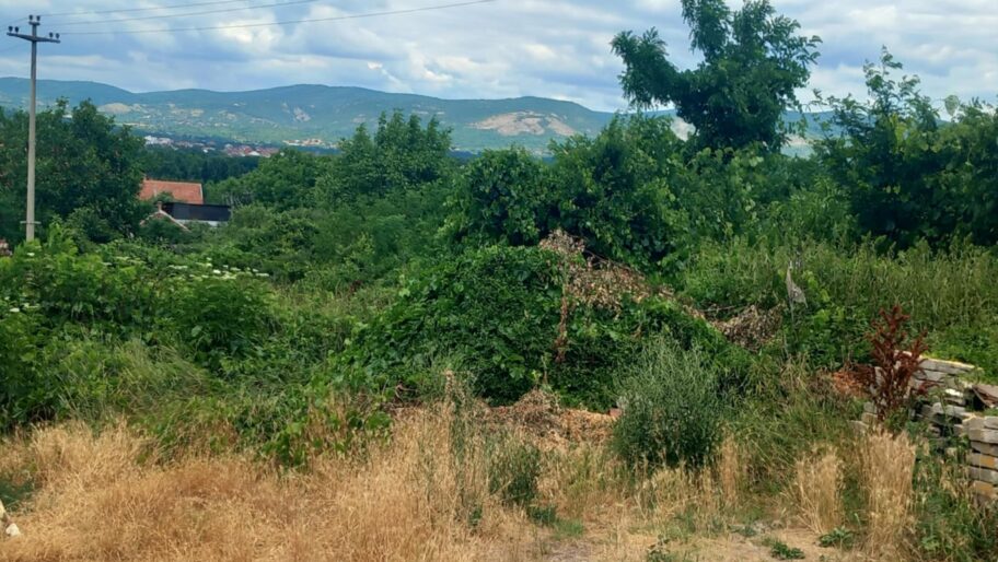 Foto-vest: Nišlije iz ulice Delijski vis bez asfalta, u korovu i prašini 5 1000008429 e1752165401288