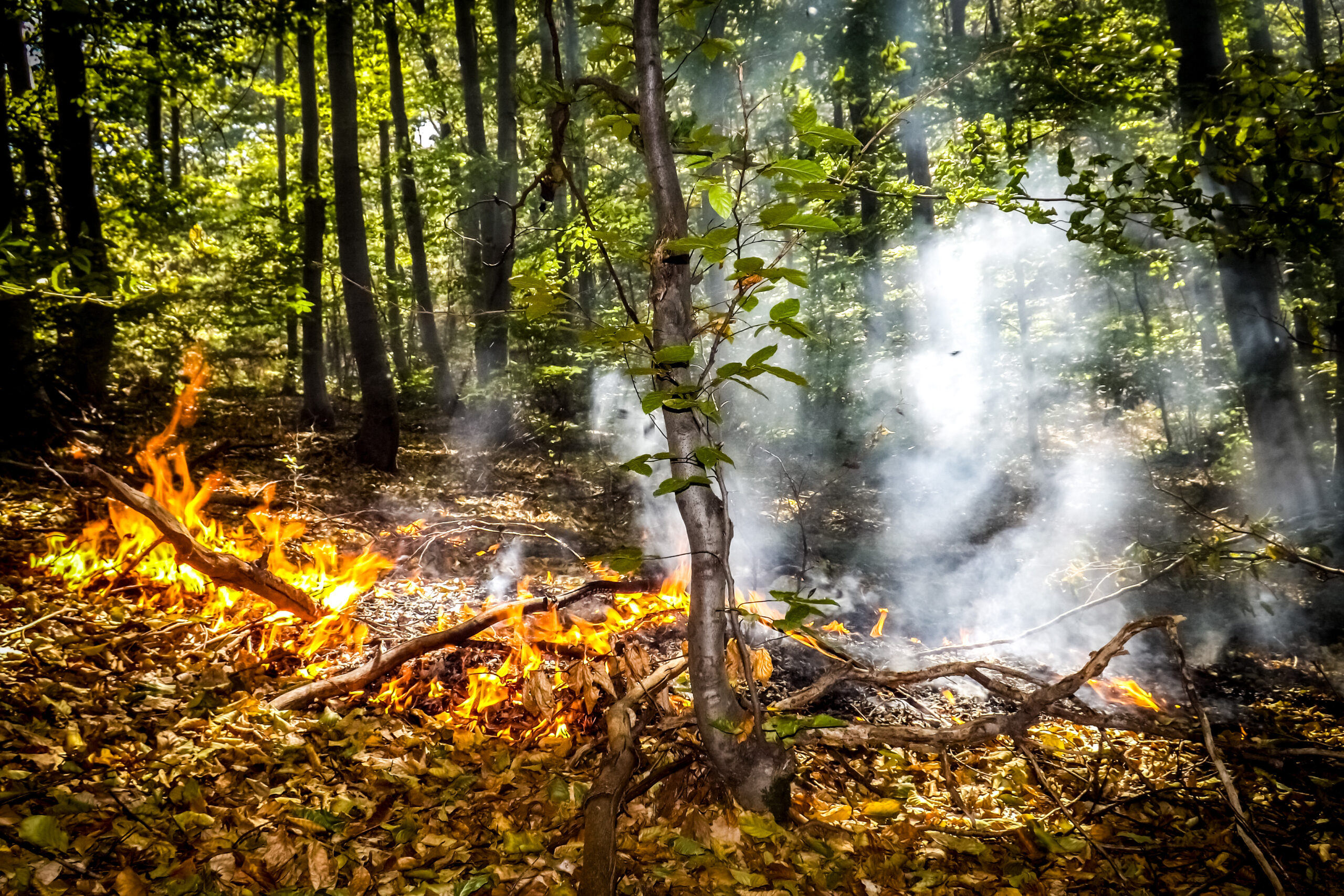 Bukte požari kod Svrljiga, proglašena vanredna situacija 1 Kostic Aleksandar POZAR SVRLJIG scaled